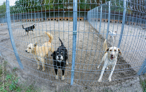 Animal abuse. Agressive stray dogs snarling behind bars in the aviary photo