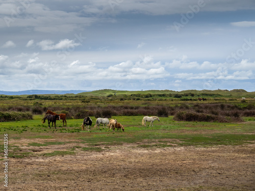 Horses grazing at Northam Burrows, near Westward Ho Devon, England. © Mushy