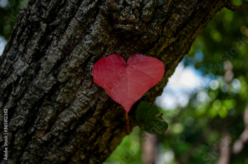 Tree with red heart shaped leaves