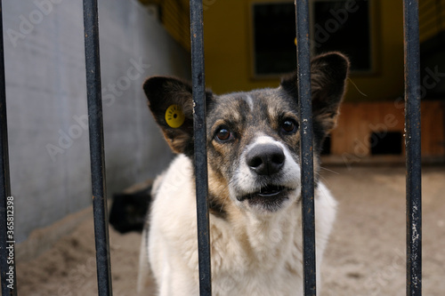 Animal abuse. Agressive stray dogs snarling behind bars in the aviary photo