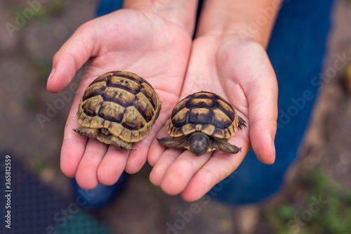 Two little turtles are crawling on hand.