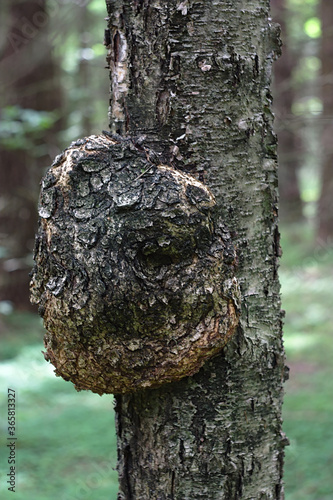 growth of the original shape on the spruce trunk