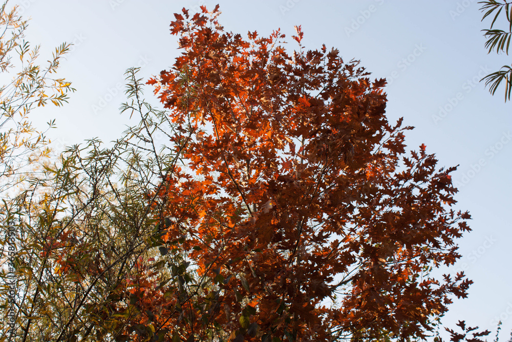 autumn oak tree with red leaves october autumn oak tree with red leaves october