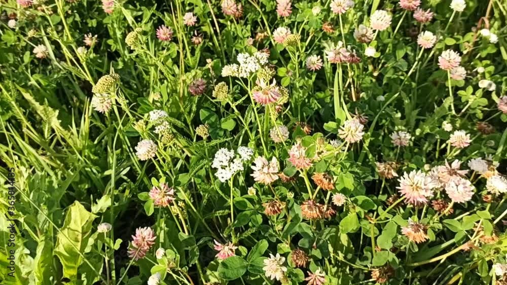 blossoming red clover . summer field blossoming red clover . summer field