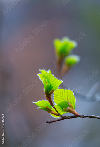 Beech forest, Orisol u Orixol mountain, Alava, Basque Country, Spain, Europe photo