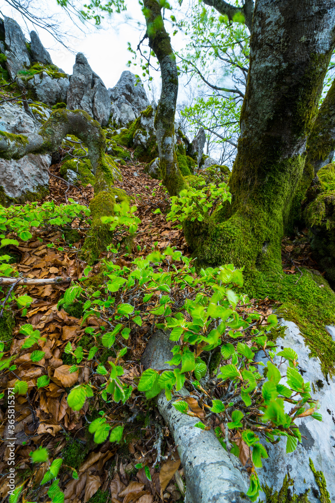 Beech forest, Orisol u Orixol mountain, Alava, Basque Country, Spain, Europe