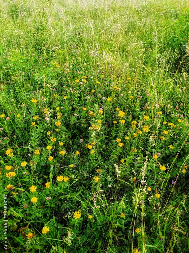 Green plants and flowers. Green plants and flowers.