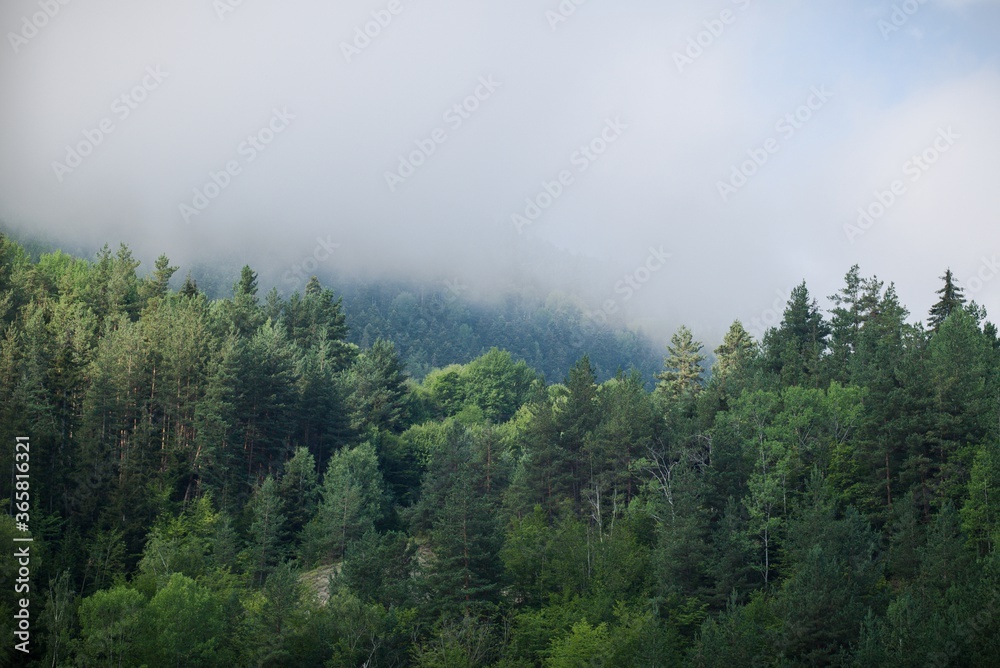 Morning forest covered with fog.