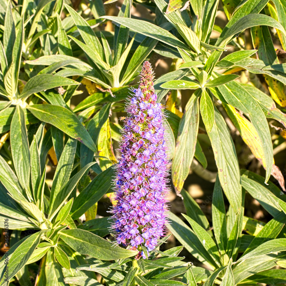 Pride of Madeira (Echium candicans) flowerhead, Penzance, Cornwall, England, UK.
