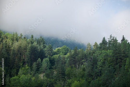 Morning forest covered with fog.
