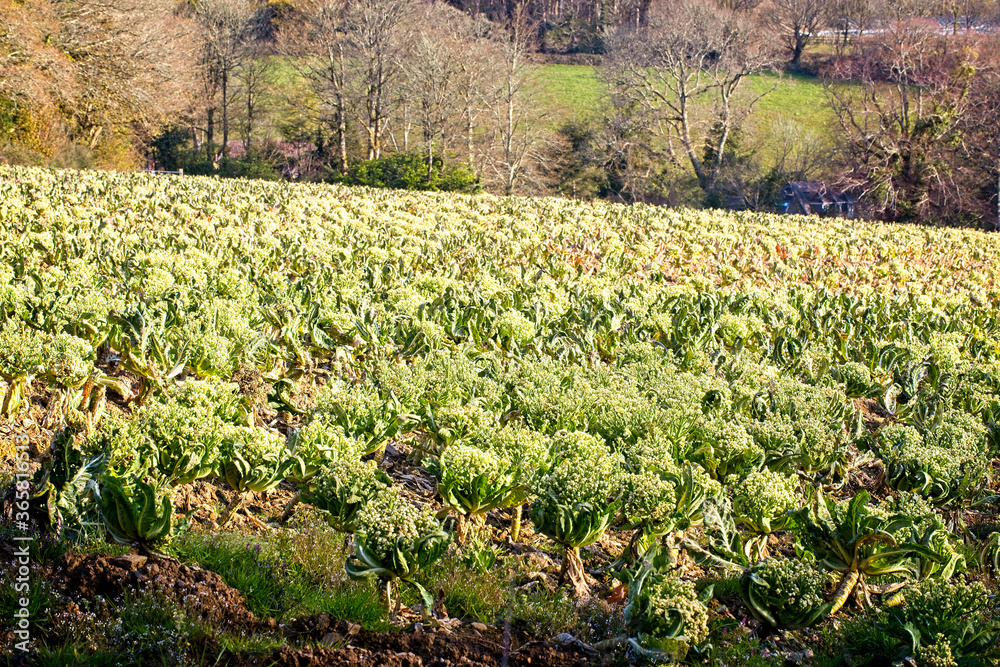 Φωτογραφία A field of Cauliflowers, unpicked and gone to waste, near Penzance, Cornwall, England, UK