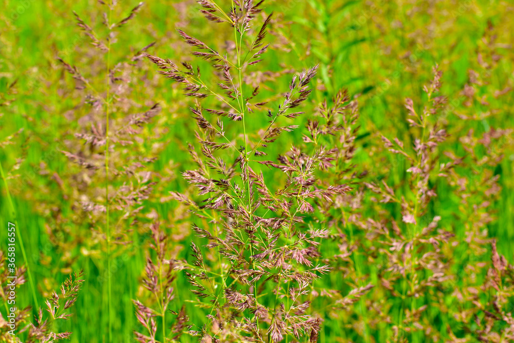 A branch of flowering grass on a green field. A branch of flowering grass on a green field.