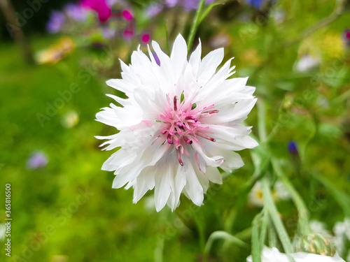 bluebottle also cornflower (in german Kornblume also Zyane) Cyanus segetum also Centaurea cyanus photo