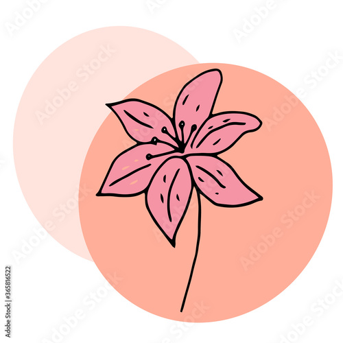 Beautiful hand-drawn flower. Red lily. Suitable for postcards, notebooks, textiles, backgrounds