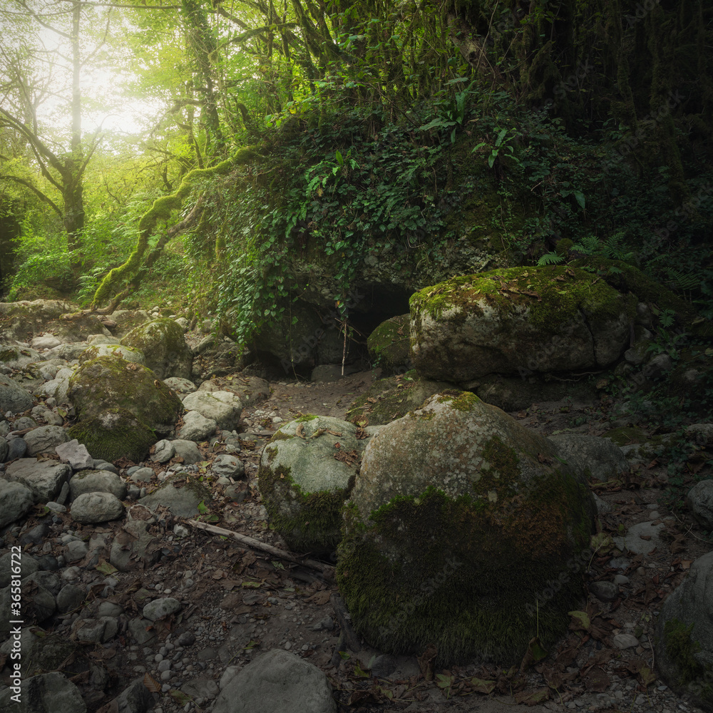 rocks covered with moss in a dense forest rocks covered with moss in a dense forest