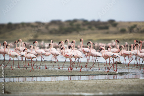 Flock of lesser flamingos (Phoenicoparrus minor) in Lake Magadi, Great Rift Valley, Kenya. Lake Magadi is the southernmost lake in the Kenyan Rift Valley, north of Tanzania's Lake Natron.