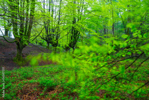 Beech forest  Otzarreta beech forest  Gorbeia Natural Park  Bizkaia  Basque Country  Spain  Europe