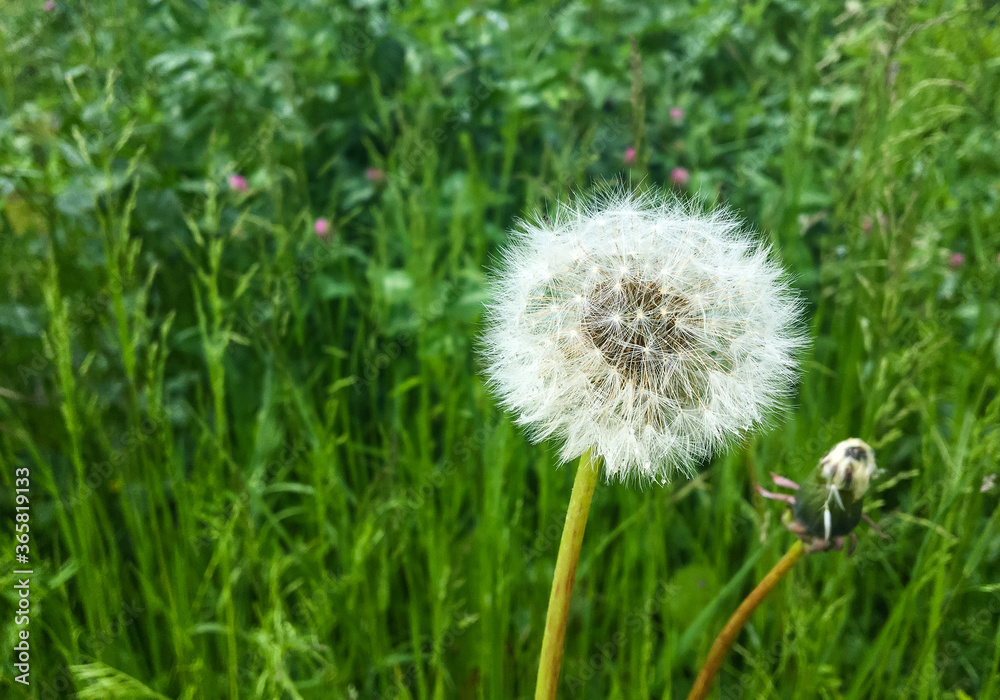 White faded dandelion on a background of green grass after rain White faded dandelion on a background of green grass after rain