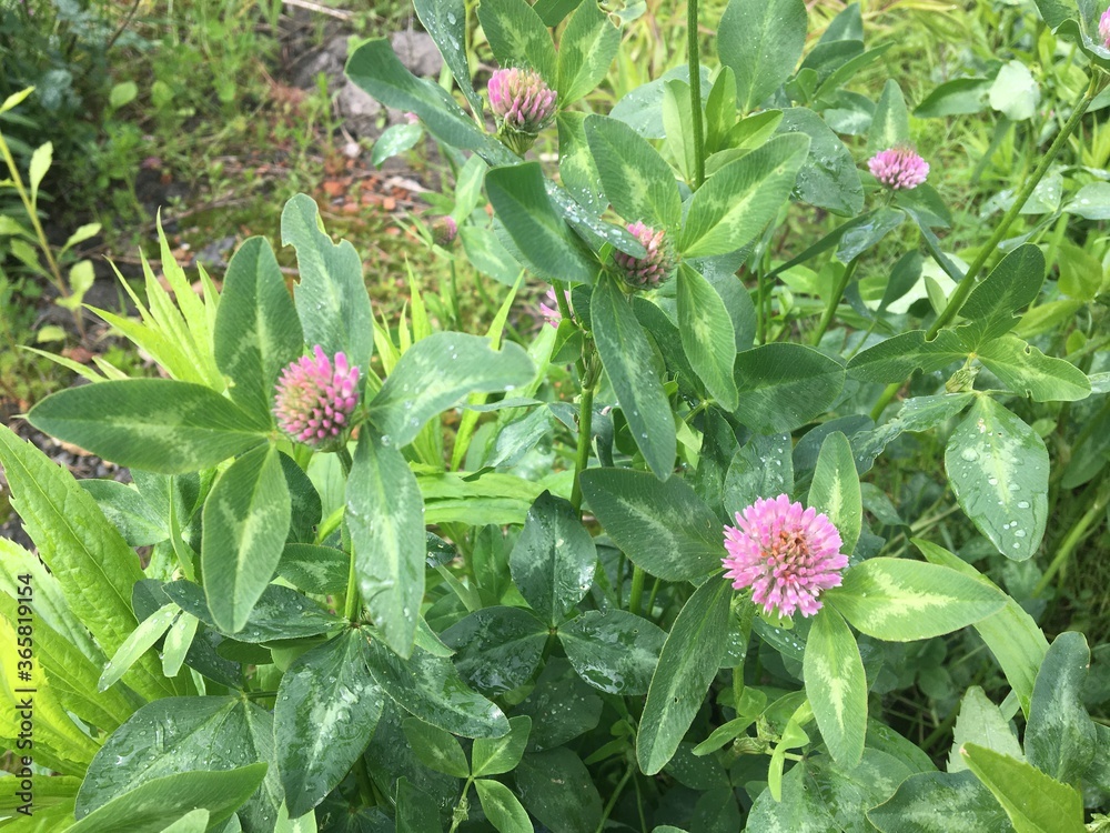 Clover. Trifolium. Shamrock. All this is meadow clover. Grows in moderately humid meadows, forest glades, along fields and roads. Clover. Trifolium. Shamrock. All this is meadow clover. Grows in moderately humid meadows, forest glades, along fields and roads.