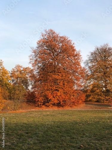 Baum im Herbst mit farbenfrohem Laub