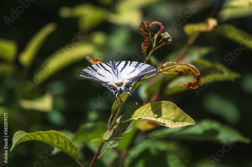 A beautiful butterfly sits on a green leaf. Butterfly close-up on a blurred background with a copy of the space. Podalirius iphiclides podalirius is a butterfly in the family papilionidae. photo