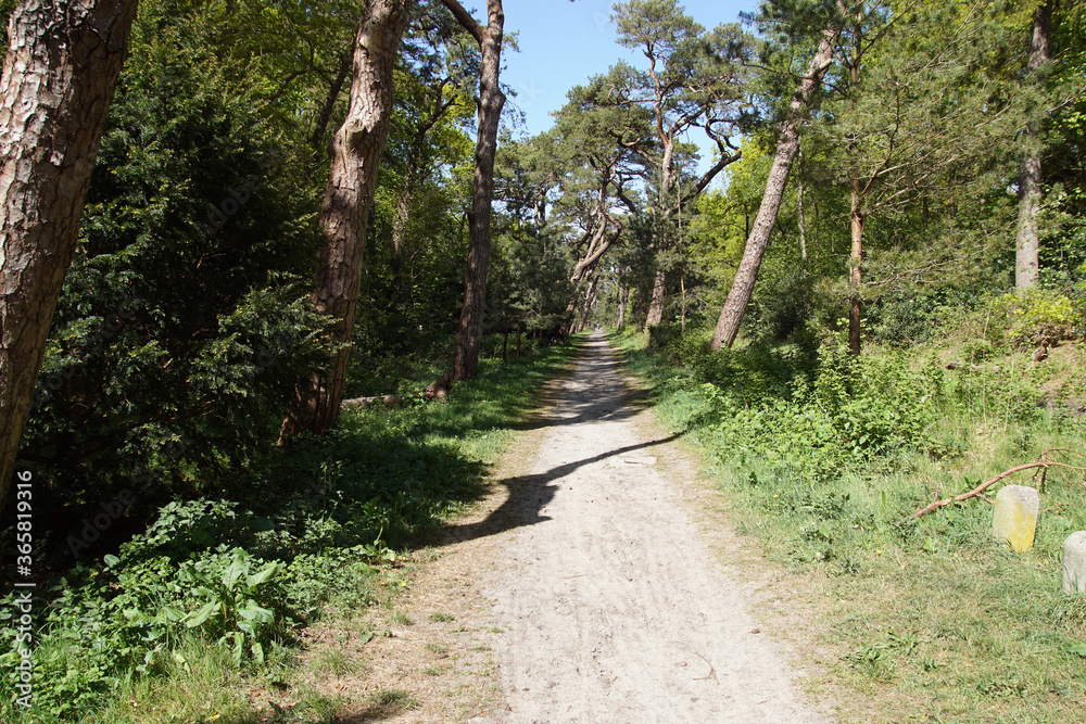 Path with sloping pine trees to forest and dunes near the Dutch village of Bergen. Spring, Netherlands, April Path with sloping pine trees to forest and dunes near the Dutch village of Bergen. Spring, Netherlands, April