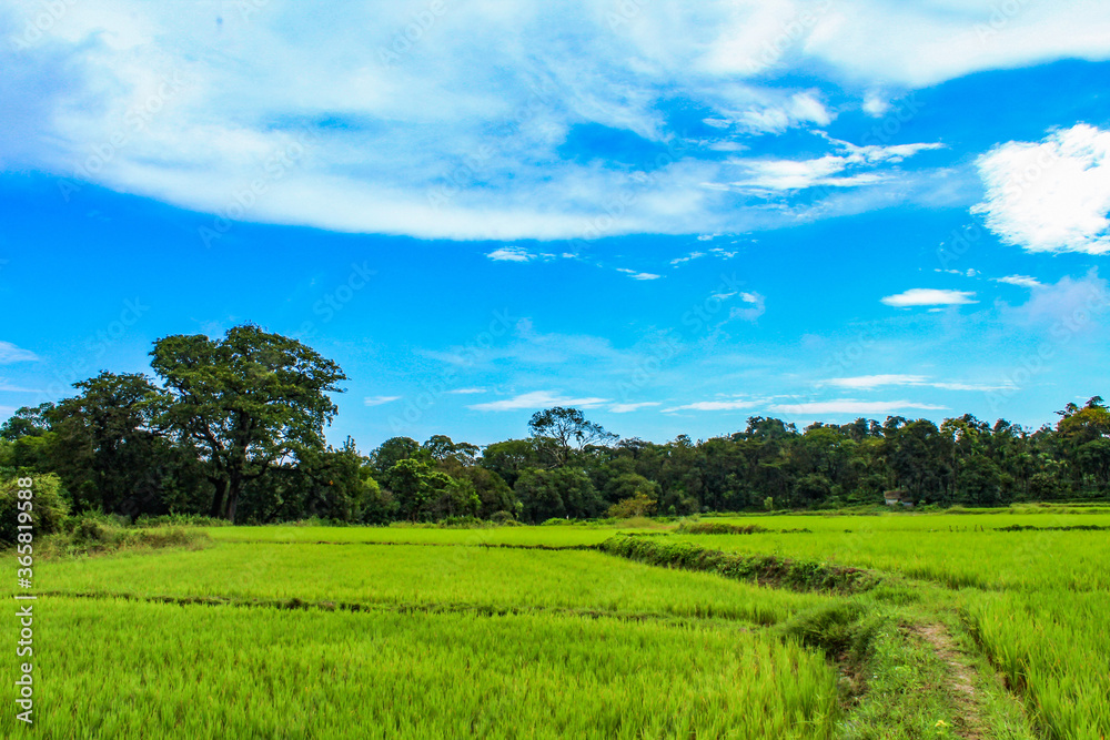 Fields Fields