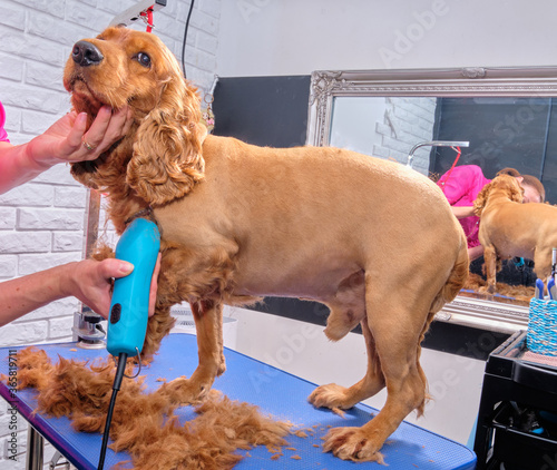 A pet groomer shaves a Cocker spaniel with an electric razor in the grooming room. Professional animal care service. A dog care specialist shaves the dog with a health and hygiene trimmer photo