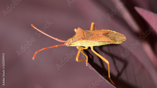 Randwanze  Lederwanze  Wanze   Coreidae  Insekt  Tier  Natur  Makro  