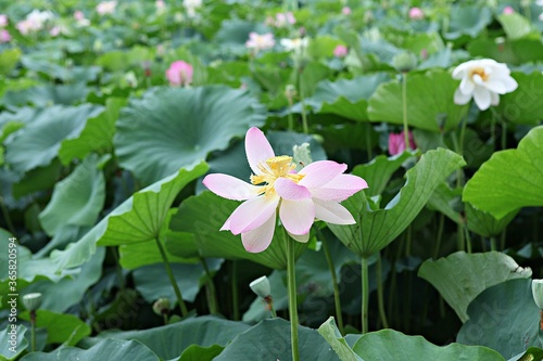 한국 경기도 시흥시 관곡지 입니다 photo