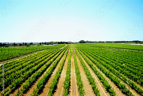 Malta : View Of The Vineyard Area In Malta suburbs