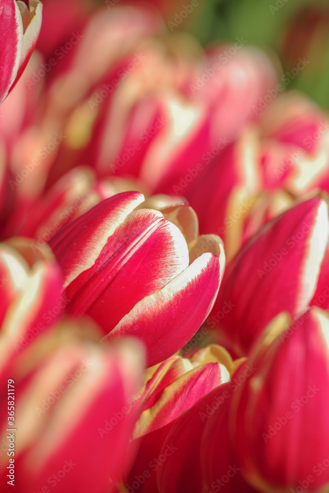 Fototapeta premium チューリップ花束