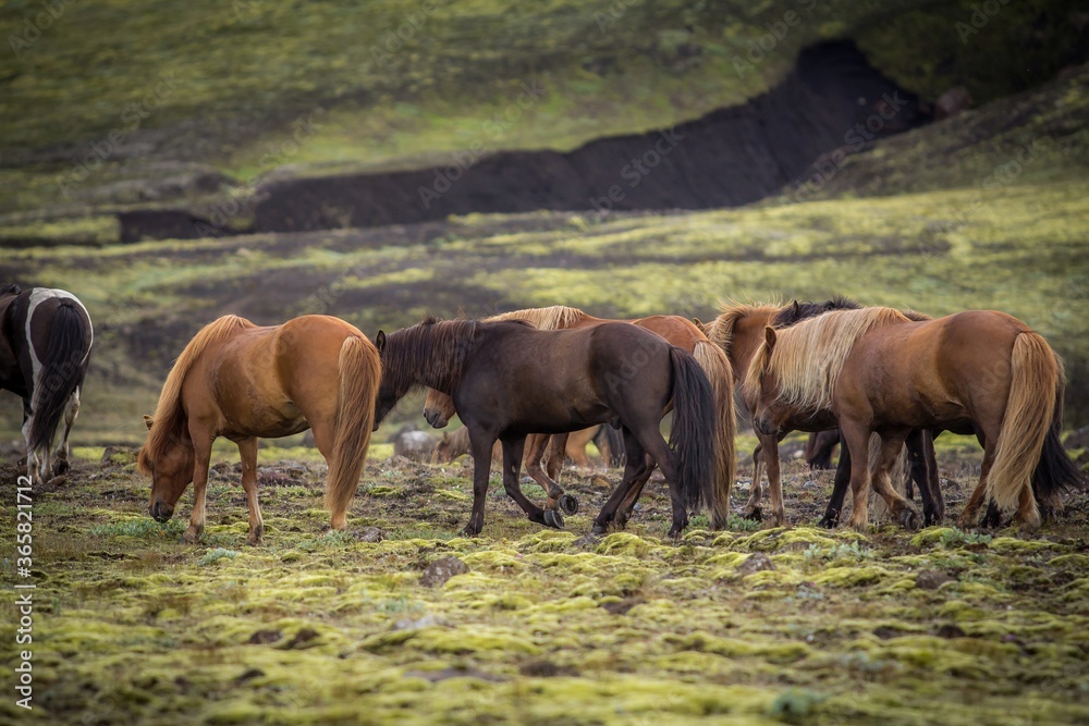 Beautiful horses are grazing at icelandic field. Beautiful horses are grazing at icelandic field.