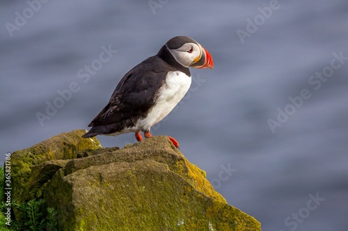 Beautiful  atlantic puffin is sitting on the edge of the cliff. Iceland.