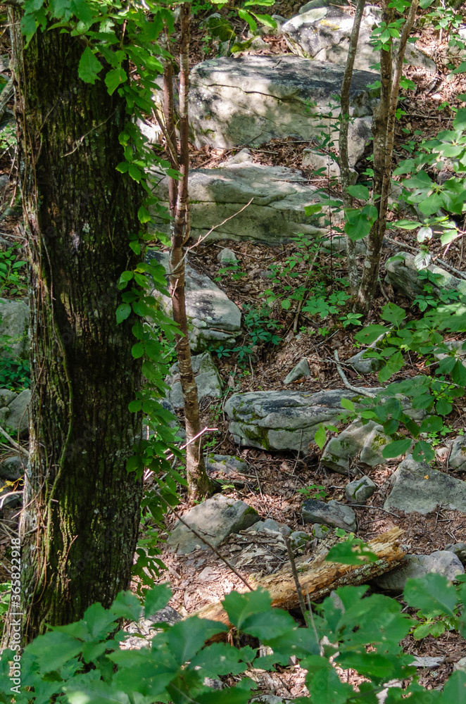 rocks in the forest, Little River Canyon National Preserve, Alabama, USA