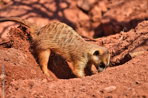 Meerkat digs a deep hole in the sand