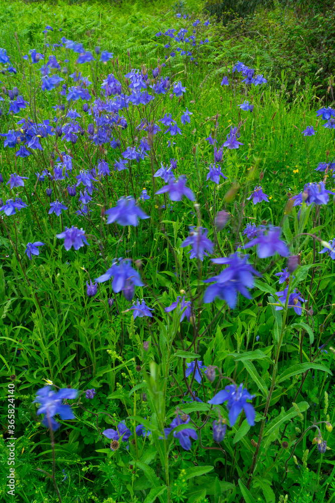 Fototapeta premium AGUILEÑA COMUN (Aquilegia vulgaris L.) (European columbine, Common columbine, Granny's nightcap, Granny's bonnet)