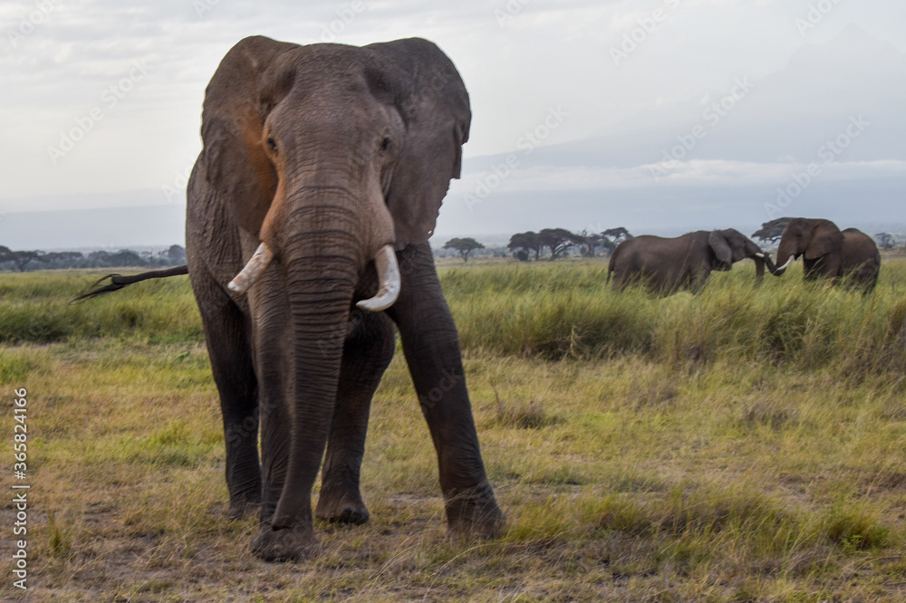 Fototapeta premium african elephant 