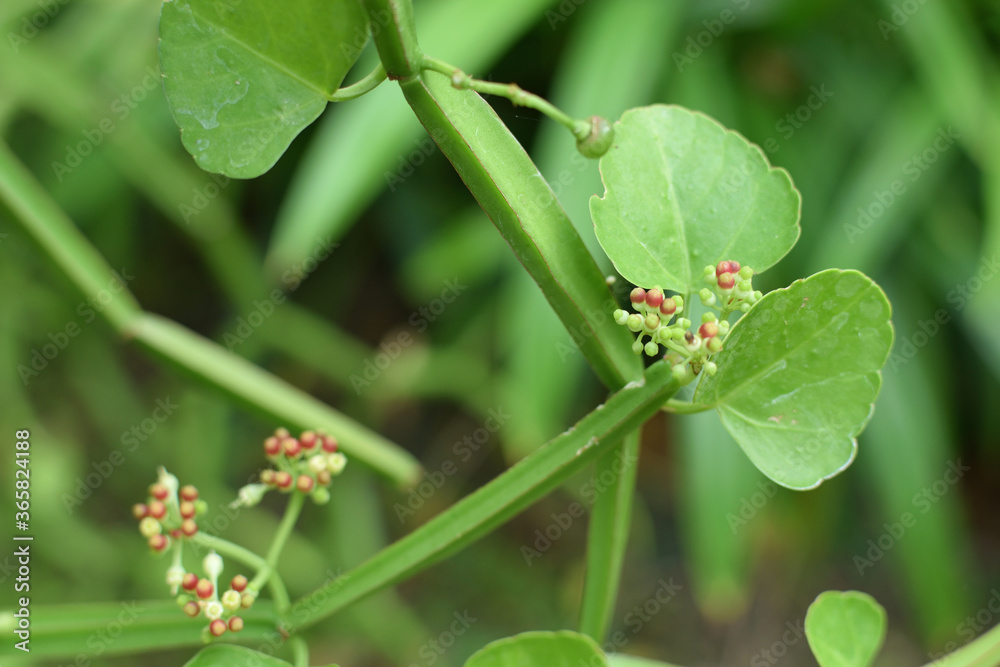 Cissus quadrangularis flower in garden and and green blur background. Cissus quadrangularis flower in garden and and green blur background.