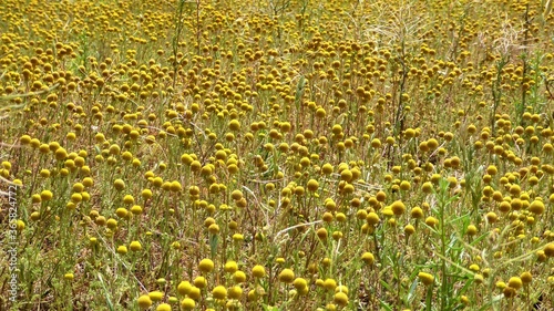 Craspedia Billy Balls by their Thousands in a Wild Meadow