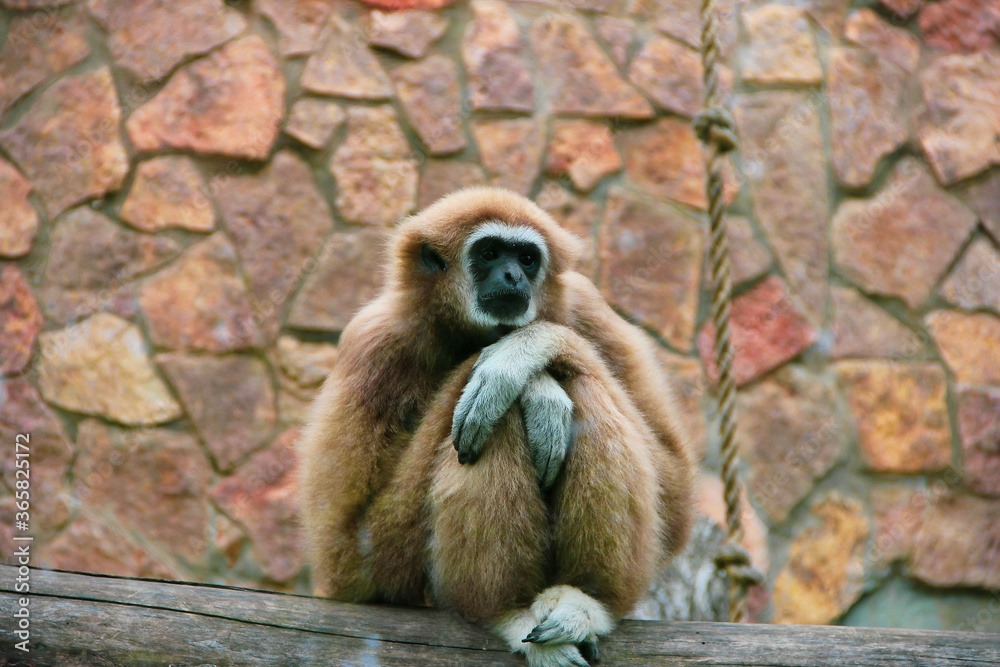 Obraz premium Gibon misses