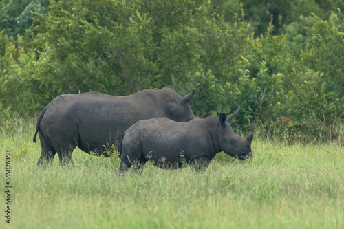 Cute Rhino calf and mother grazing peacefully in a South African nature reserve