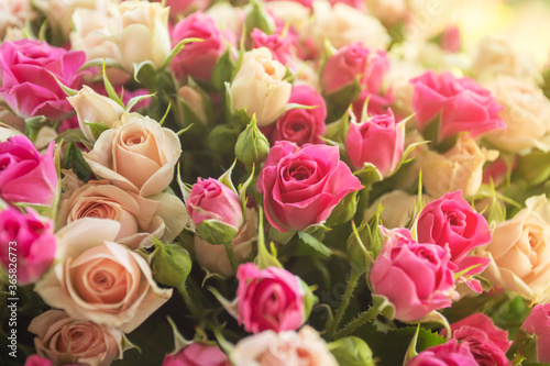 Background image of White purple roses in sunlight