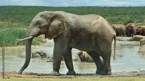 Bull African Elephant Taking a Mud Bath  Etosha  Namibia