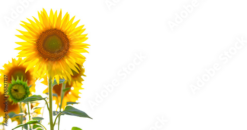 Fototapeta Naklejka Na Ścianę i Meble -  Sunflower flower isolate on white background with space for text.
