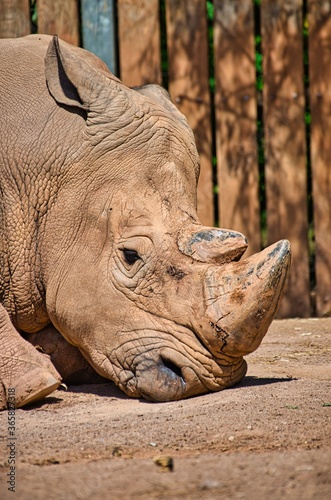 Rhinoceros resting in the sun