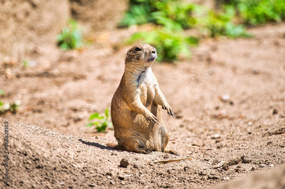 Fototapeta premium Prairie dog keeps watch in his territory
