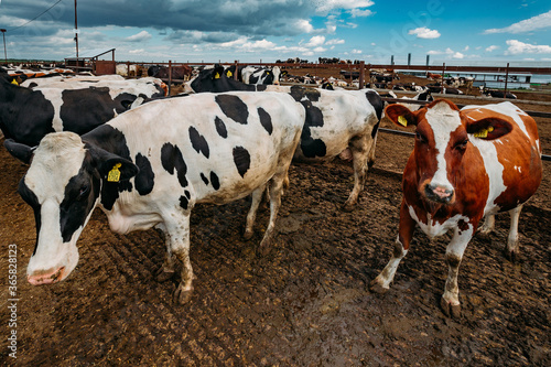 Holstein Frisian diary cows in free open stall