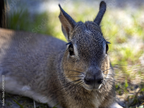 Close-up portrait of Chacoan Mara, Dolichotis salinicola, with large tactile beard photo