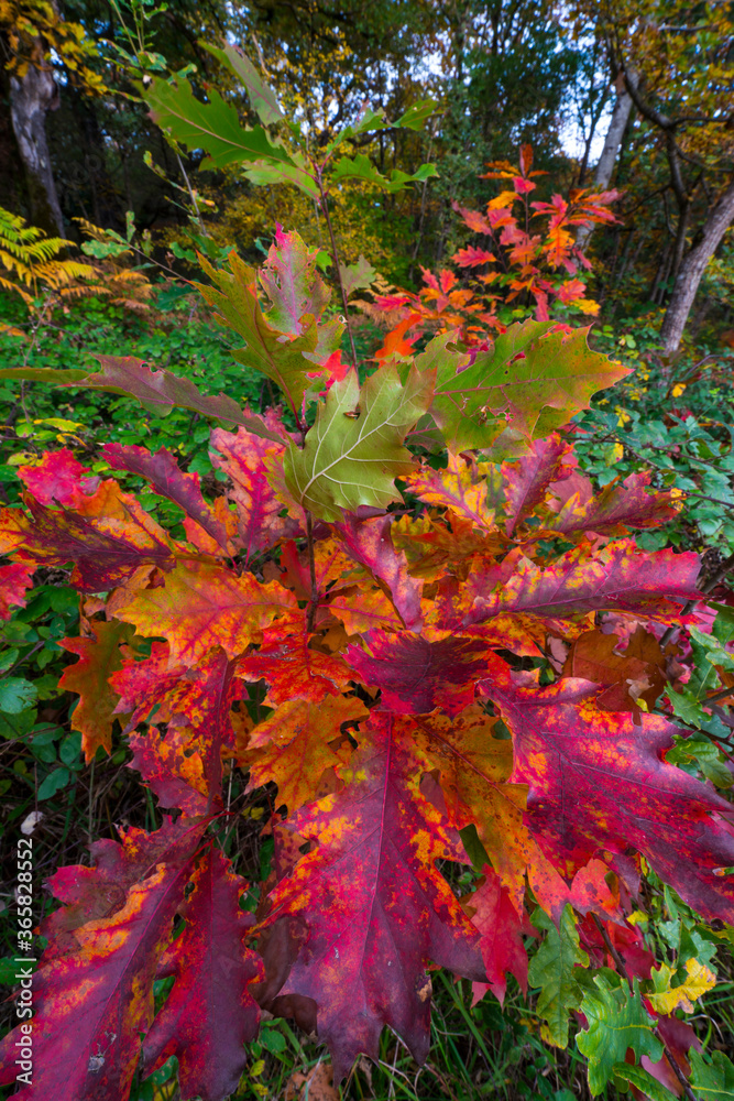 Quercus rubra, commonly called northern red oak or champion oak, Alsasua, Navarra, Spain, Europe Quercus rubra, commonly called northern red oak or champion oak, Alsasua, Navarra, Spain, Europe